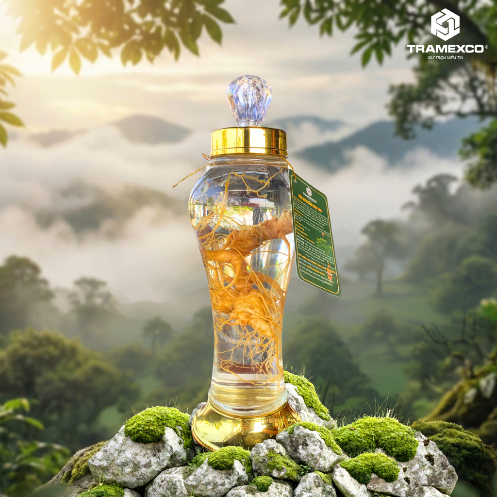 Rượu sâm Ngọc Linh tươi giúp tăng sức bền, cải thiện khí huyết